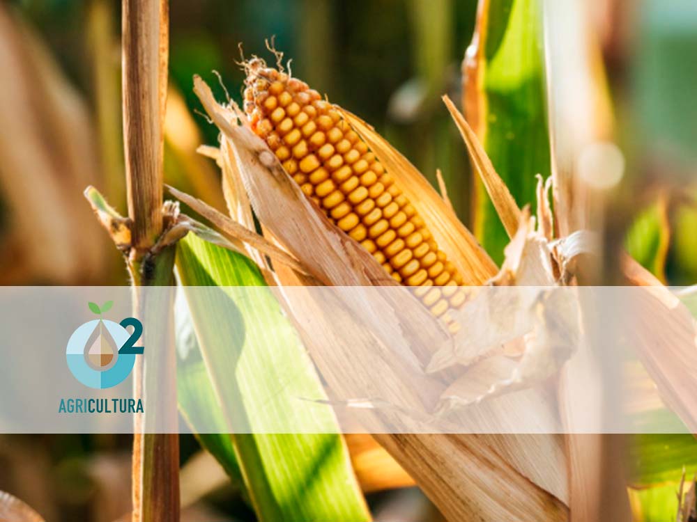 0² Agricultura
